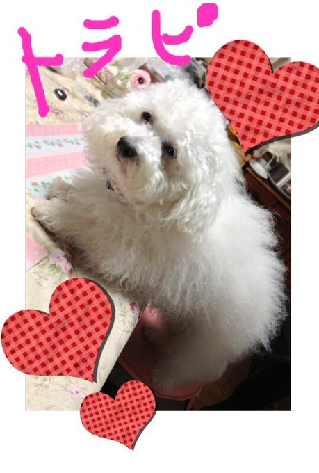 親バカあこにゃん。笑 RT @itoako1104: 可愛すぎやろ！(T ^ T) http://t.co/6Xlk9WoFi5<a class="tags" target="_blank" title="On Twitter" href="/?out=eyJ0eXAiOiJKV1QiLCJhbGciOiJIUzUxMiJ9.eyJpYXQiOjE3MjY5MTU3ODgsImlzcyI6InR3cG9ybnN0YXJzLmNvbSIsIm5iZiI6MTcyNjkxNTc4OCwiZXhwIjoxNzU4NDUxNzg4LCJyZWRpcmVjdF91cmwiOiJodHRwczovL3R3aXR0ZXIuY29tL2l0b2FrbzExMDQifQ.VOIls0wlnsiFnX4IWN2lpba9sNFEiozQeoUknDmox-JJC8k31-MRJtcq5_fOvTs1j0fmHkWAxS-6rMcye0UP3w">@itoako1104</a><a href="/tag/feelon"class="tags"><span>#feelon</span></a>