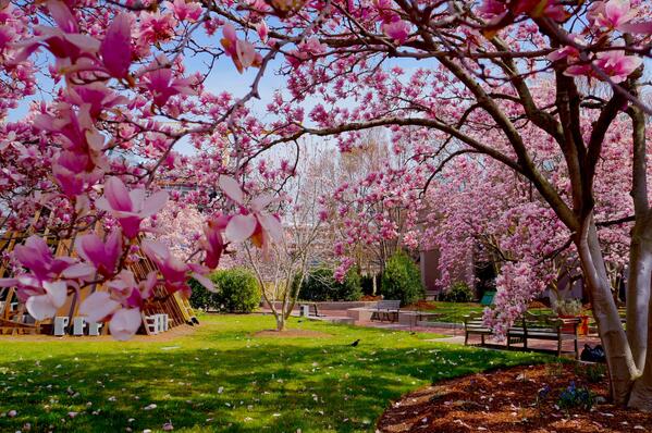 Smithsonian (@smithsonian) on Twitter photo Great pic of <a href="/SIGardens/">Smithsonian Gardens</a>! MT @alfredomedelln: I went to the <a href="/smithsonian/">Smithsonian</a> castle and took this picture of its #garden. Great pic of <a href="/SIGardens/">Smithsonian Gardens</a>! MT @alfredomedelln: I went to the <a href="/smithsonian/">Smithsonian</a> castle and took this picture of its #garden.