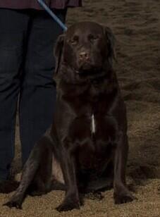 caravansusan's tweet image. #TheBestDogEver #RIPVince