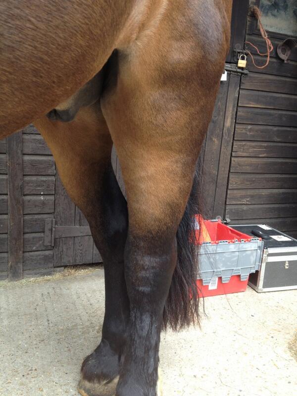 CliffeEquine's tweet photo. Blimey... That's one fat leg. http://t.co/Sn3If2nG69