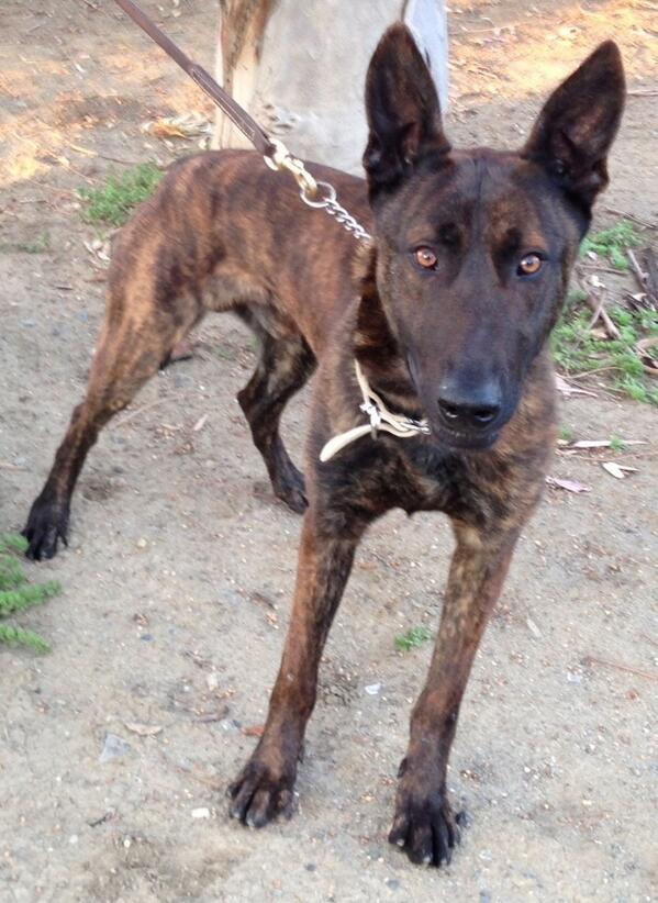 Ok. The wait is over. Meet K-9 "Rudy" <a href="/SanRafaelPolice/">San Rafael Police Department</a> #Rudyisawesome Hitting the streets soon.