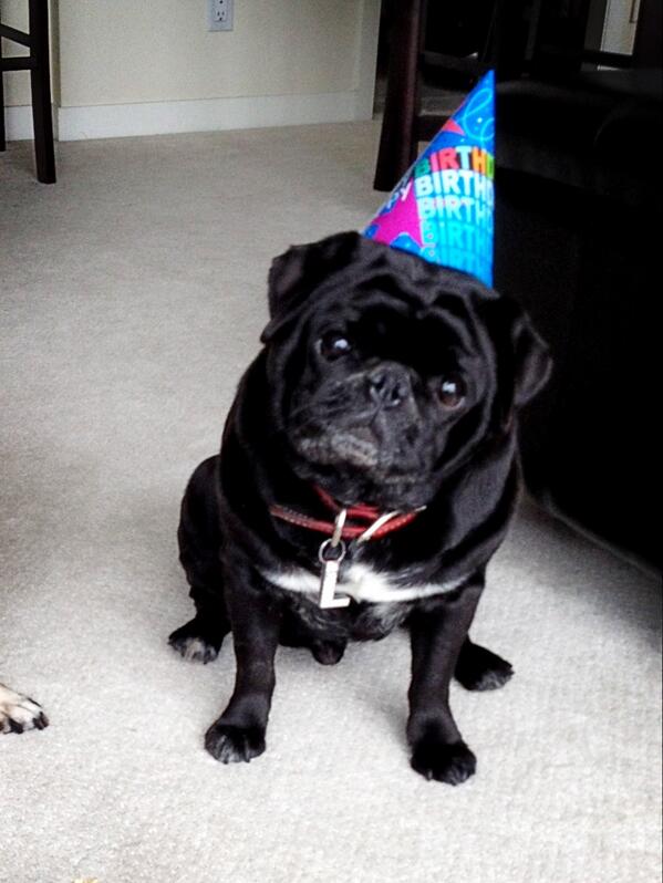 LickerishthePUG's tweet photo. @JessDefilippo @momomilkbar HAPPY BIRTHDAY!! #puglove http://t.co/nLjvTWZvI0