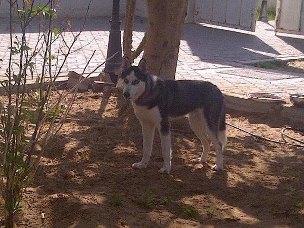 Badix_'s tweet photo. كلب القديم http://t.co/uc6I1Rh3Oa