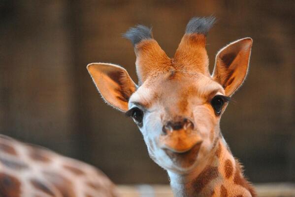 Reasons to come to <a href="/ChesterZoo_No1/">Chester Zoo</a> right now. No. 5: Kanzi our young #giraffe!