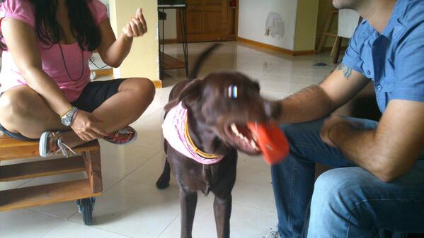 CaninoVital_Med's tweet photo. Asesoría nutricional para moca labrador choco, altas frecuencias de vómito, realizando diagnóstico y recomendaciones http://t.co/etz7QnjA9T