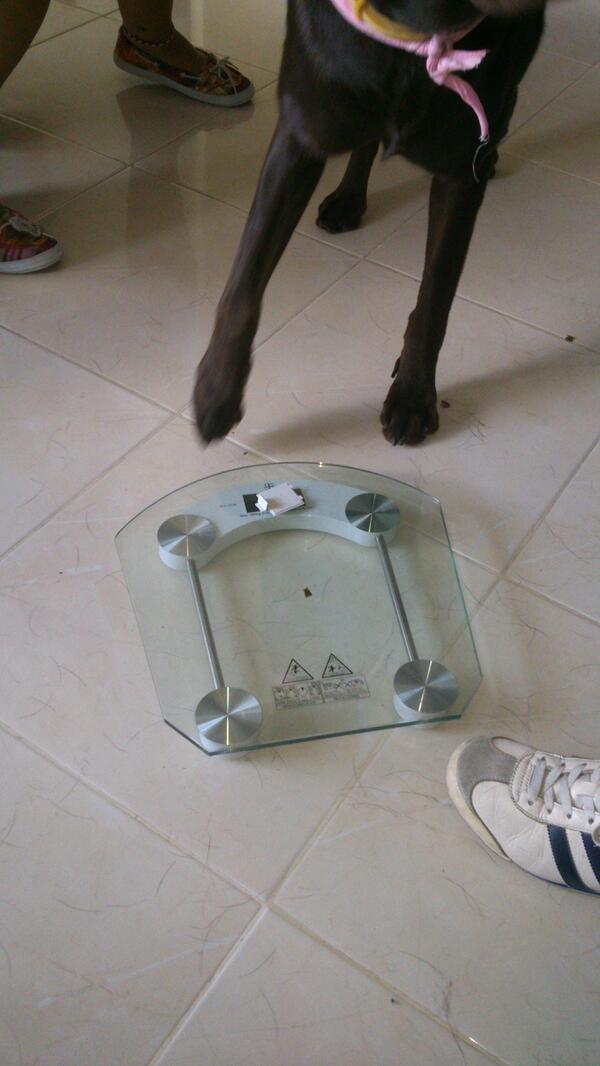 CaninoVital_Med's tweet photo. Recomendación, cambio de alimento, aumentar frecuencia, humedecer alimento, @kinkymascotas http://t.co/iinhmlOwCk