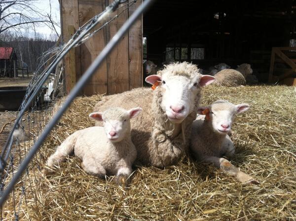 MayfairFarmNH's tweet photo. Great day for sunbathing in Harrisville, NH http://t.co/XsVcLCL7Bq