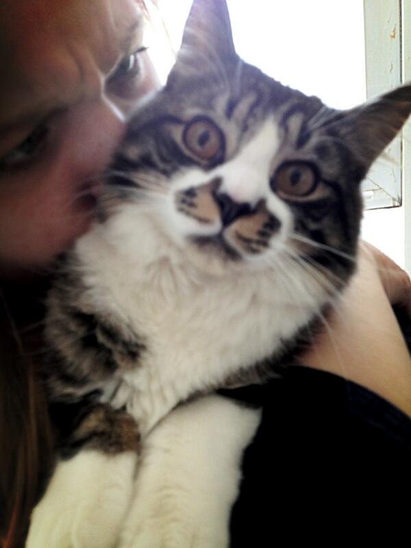 MaxtheSpaghetti's tweet photo. @b_holl8 your welcome! #meow #iloveyou 😻😽😸 http://t.co/3epoOBwCMu