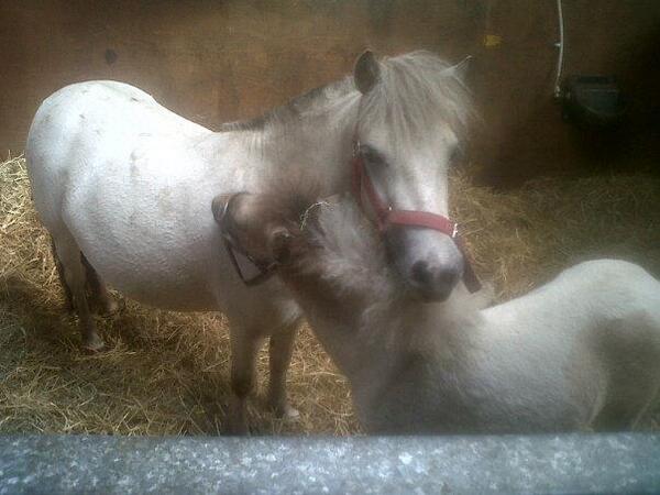 SidsBarn Pony rescue tweet media