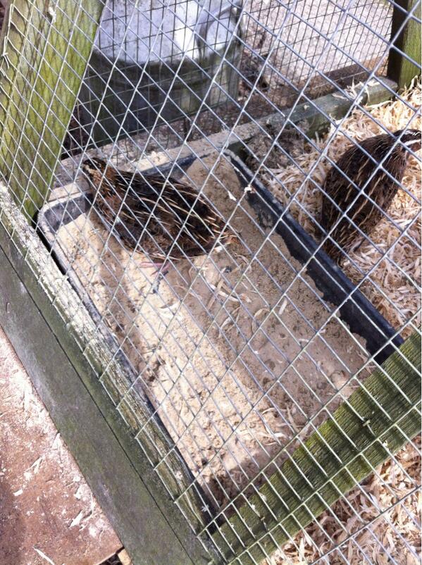 paisleyandco's tweet image. #chickentuesday #quail in the sand bath