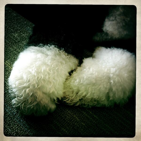 PeteSouza44's tweet photo. Guess who's paws? http://t.co/LEviKdCoUW