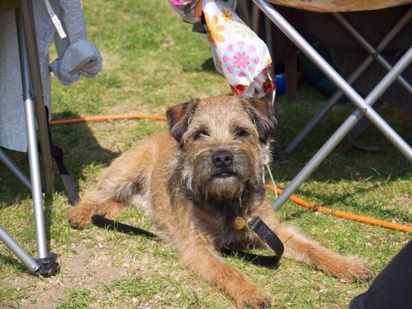 HendrixBT's tweet photo. Ma dear hero @marleyterrier   Da handsomest doggie I ever dun meeted. http://t.co/1ZQGHEFwNF
