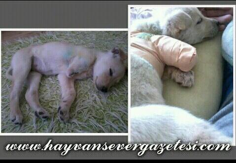 Sayılı Gün Çabuk Geçer! - Hayvansever Gazetesi - hayvansevergazetesi.com/haber_detay.as… -