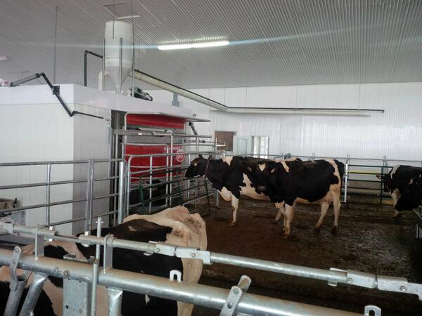 Avonbank_Ag's tweet image. T minis 5 min to start up and they can&apos;t wait to get in! #dairyrobot
