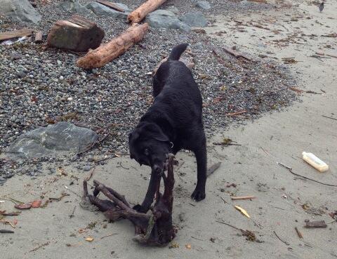 jblurbs's tweet image. George having a nice chew on a piece of driftwood this morning below Dallas Rd, had the beach to ourselves, beautiful