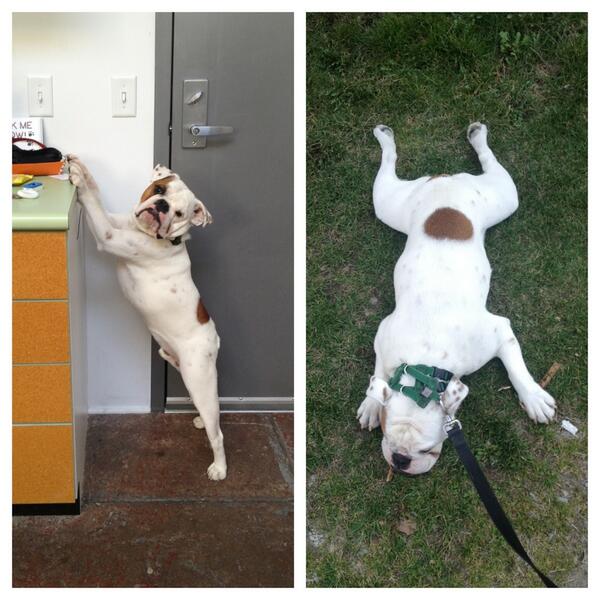 ziggyfrost's tweet photo. Pre-walk: "I'm so excited! I'll even get my leash!" During walk: "Nevermind." http://t.co/ku5zlu7eEd