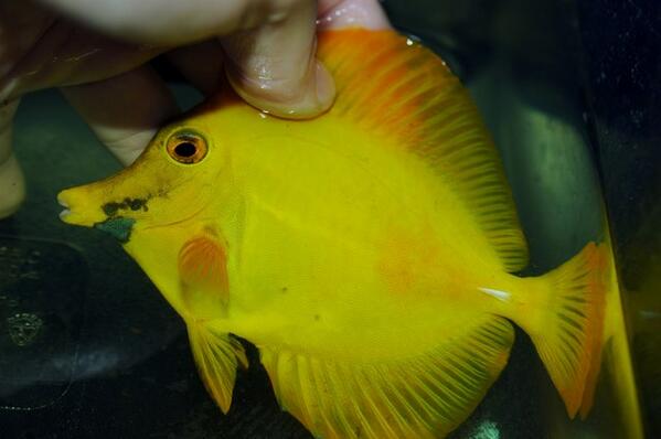 russosreef's tweet photo. pretty intense piebald yellow scopas tang. he's got a buddy too http://t.co/kymVd2ydaw