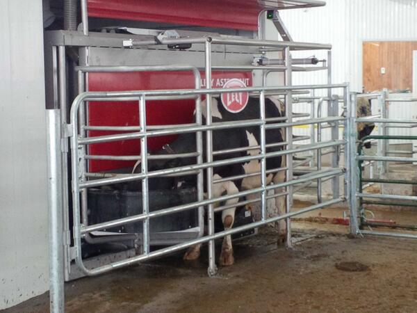 Avonbank_Ag's tweet image. Cows are loving the treats in the #dairyrobot