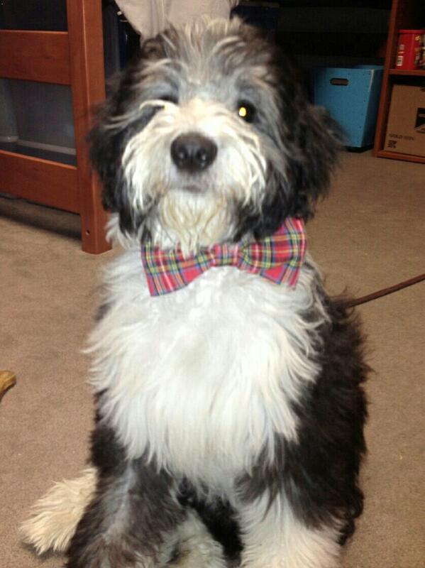 Pongo lookin handsome! Hey <a href="/aggieprez/">R. Bowen Loftin '71</a> like his bowtie? #bowtietwins
