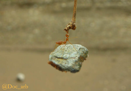 NatuArab's tweet photo. #صورة وثائقية رائعة إلتقطها أحد مصوري #ناشونال_جيوغرافيك تبين همة نملة في رفع حجم يفوقها 10 مرات . @Bur_RT http://t.co/zzFy7JfMgB
