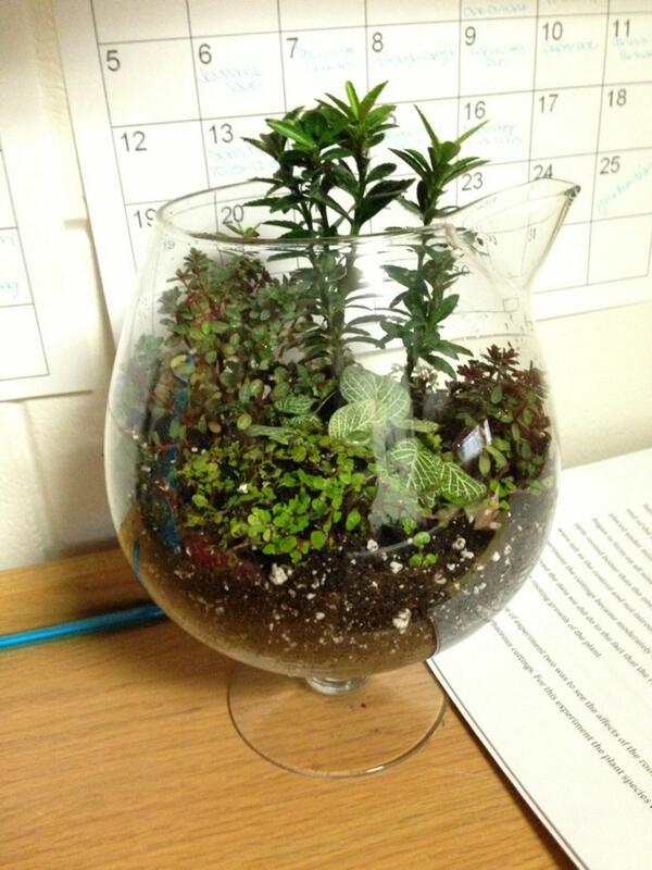 nicklepickle18's tweet image. Terrarium. #lifeinabowl