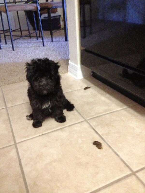 mirarchi6's tweet photo. @emilyasop dog sitting is going realllll well so far. It smells worse that it looks http://t.co/QqULSrpf3h