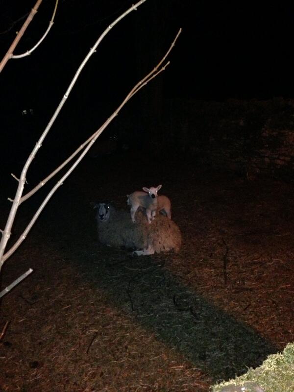 Nighttime sheep watch! Lambs know a comfy bed when they see one! #cheekylittlebuggers