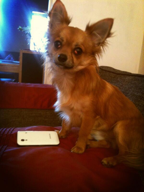 thehooover's tweet photo. I'm so sexy yaaa know.! I am da king chihuahua warrior wooo 😏🐶 
Look at ma poor cherry eye :( http://t.co/BJb5DbowM8