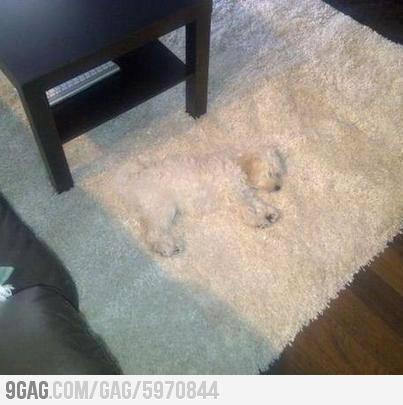 RinconDeWally's tweet photo. Echarse la siesta camuflado, nivel ninja http://t.co/UhGP8QQ1oZ