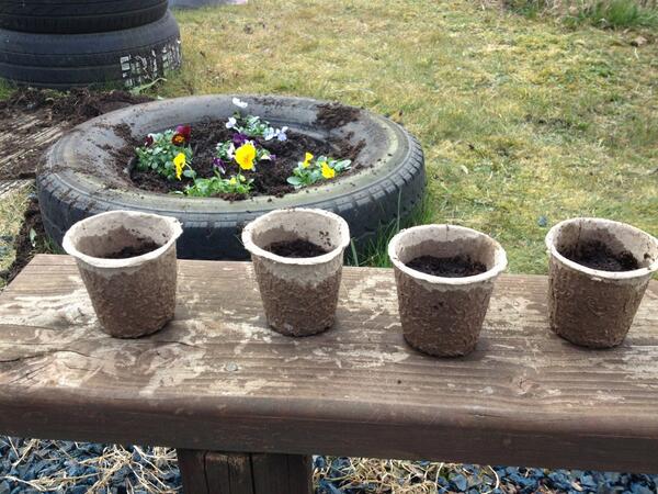 CSC_Crewe's tweet image. Watch the drama of the Sunflower growing competition unfold live on twitter...