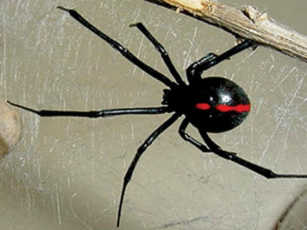 vicgavarrete's tweet photo. @consepciondeleo araña venenosa que sirve para curar otras enfermedades http://t.co/2mLhuzK6E6