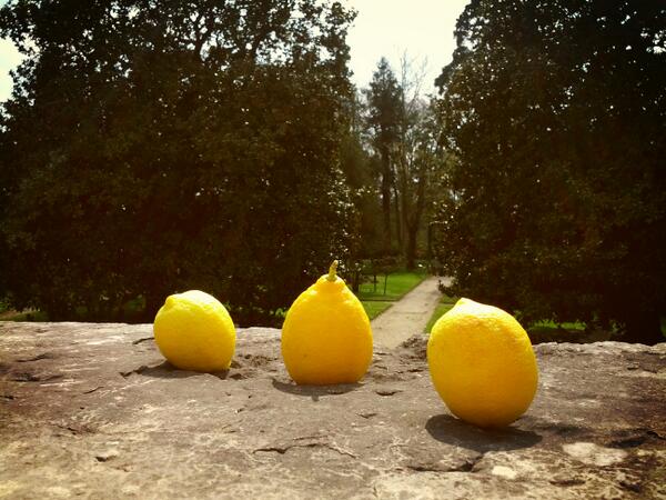 Oggi escono i #limoni degli #Obizzo