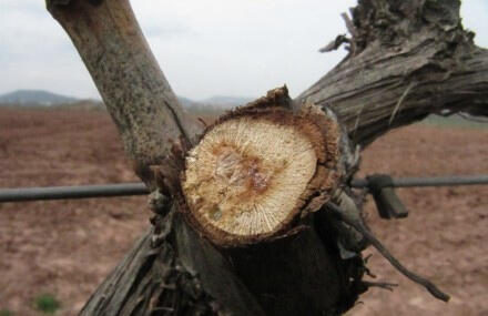 ¡Las vides están llorando!, ¿será de pena?,  ¿de alegría?¿por qué lloran? urbinavinos.com/2013/04/10/eno… #vino #bodega #rioja