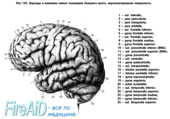 Значение извилин головного мозга