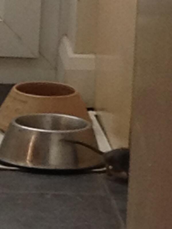 mrsnico2012's tweet image. Mouse tail or rat tail: what do you say twitter? #RodentProblems