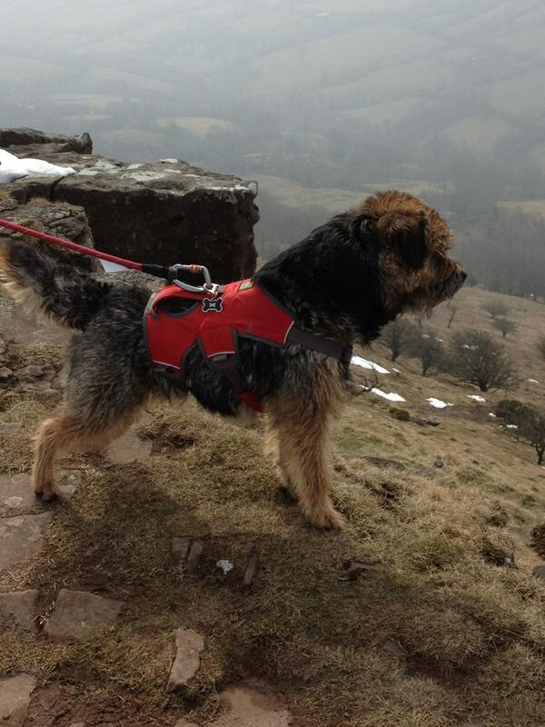 TedtheBorder's tweet photo. @RuffWear_UK been testing my harness and lead out on the Black Mountains! #holidays #TedonTour http://t.co/JpGyIlGVTH