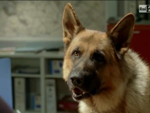 carbonaut_'s tweet image. Il mio cane di solito ha questa faccia...#ebete