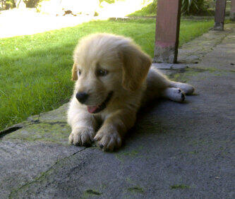 xmhazt's tweet photo. @MelodiaKennel ,, my name is "SAM".. Nice puppy,, "̮˚τнäиκ чöü˚"̮ mas bro.. Hhahaha http://t.co/0gIF2QmXey
