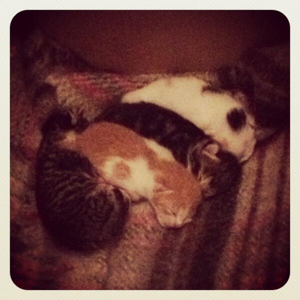 JadeKenny's tweet photo. Sleeping kittens - normally a dog person but I reallyyyy want one! #kittens #rolo #rocket #ripple #roo http://t.co/0rzzZfbwag
