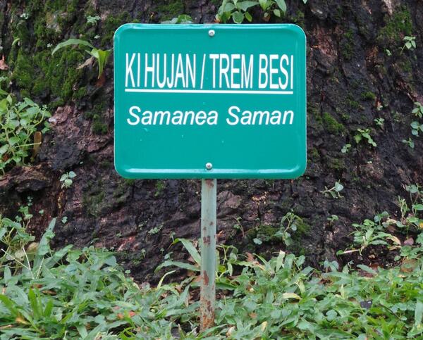 bumiindah's tweet photo. "@IstanaRakyat: Pohon Ki Hujan atau disebut juga pohon Trembesi, nama latinnya Samanea Saman http://t.co/UjBPXbOdvt" ada di jalan utama.