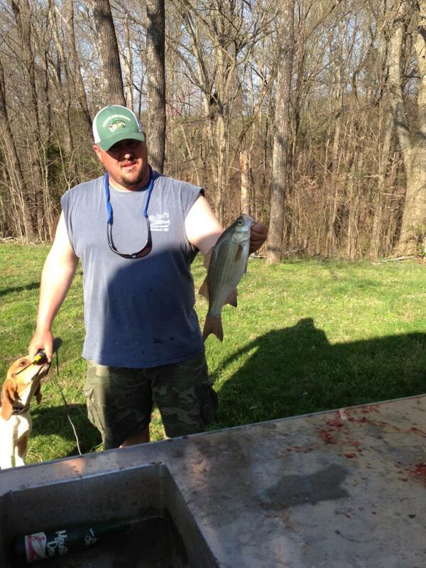 JBRANN_29's tweet image. @sfbaitco our biggest fresh water catch today White Bass #NCStyle