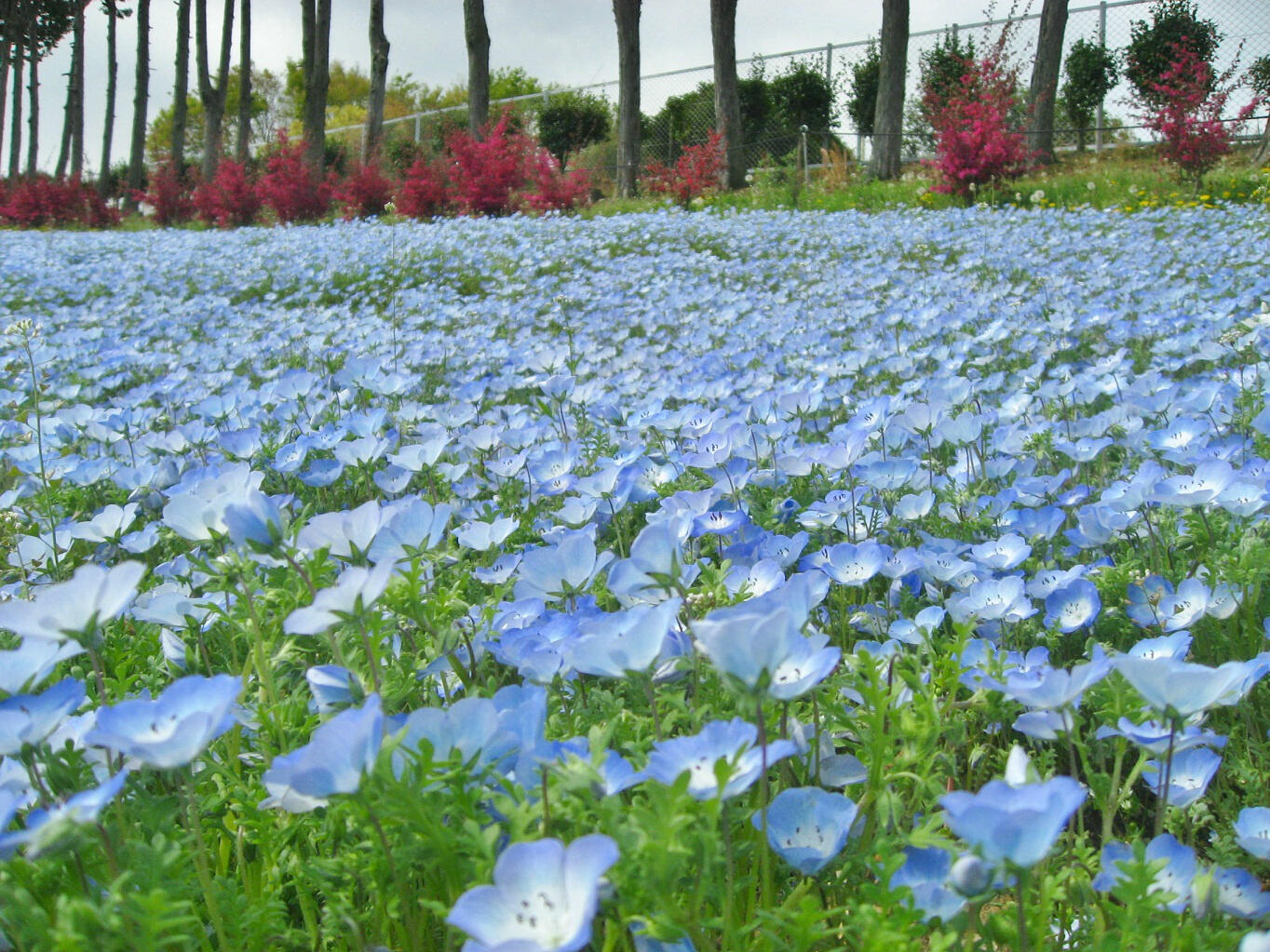 東谷山フルーツパーク 水色の花がびっしり いま花畑では ネモフィラが一面に咲いています ネモフィラの間の園路をお散歩したり カメラに収めたり 近くのベンチでゆったり眺めたり 皆さま 思い思いにネモフィラ畑をお楽しみいただいています
