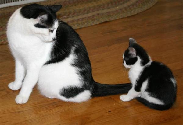 mom and son #cat #kitten