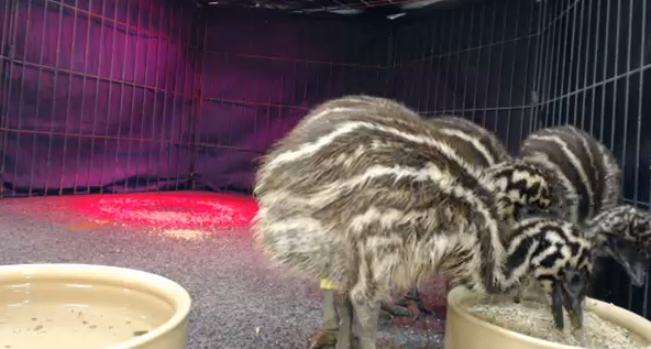 Chow time! Which make a nice change from the obligatory 'bum shots'…