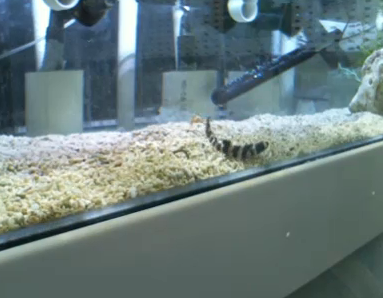 If you head to the Shark Cam now, Nirvana is in full view… bit.ly/X8of0C