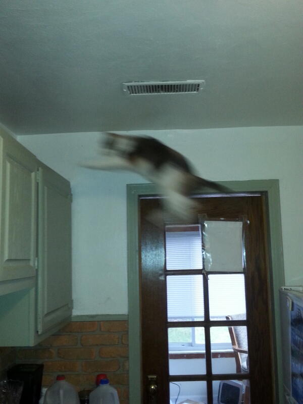 b_flynner's tweet photo. My cat can fly.  Can yours?!? http://t.co/WpH1aSWDE0