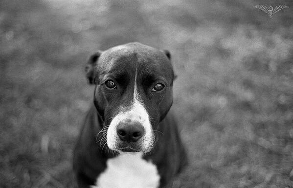 Busted out my Olympus OM10 and took a shot of my beautiful dog on Arista 100 developed in Rodinal