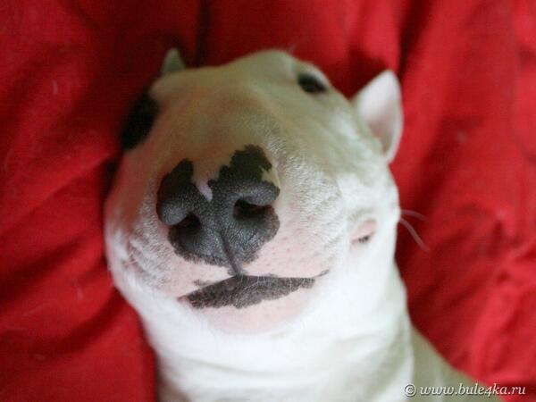 Bule4karu's tweet photo. #Bullterrer :-* http://t.co/Ib0zhgD8Zr