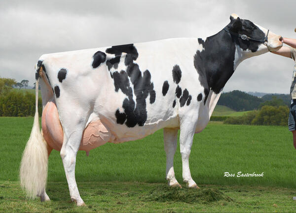 ToiToiGenetics's tweet image. Tahora Duplex toni is currently being flushed to Windbrook,Alexander and Mr Aussie Apple