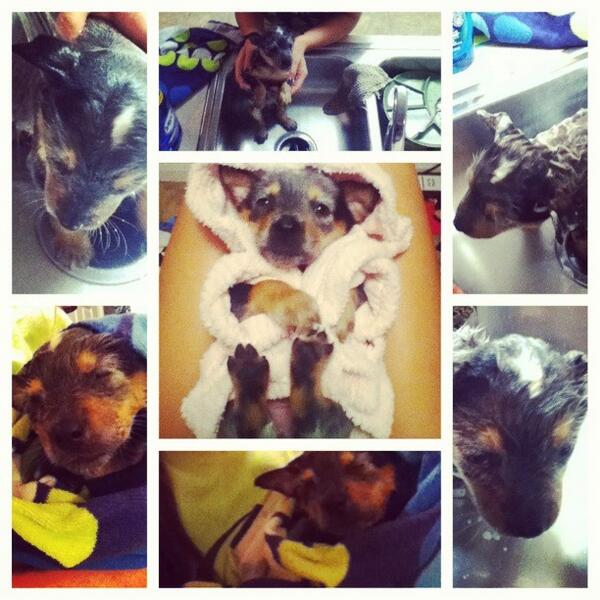 Heeey_Karly's tweet image. WELCOME HOME BENTLY #FirstBath 😍😘
